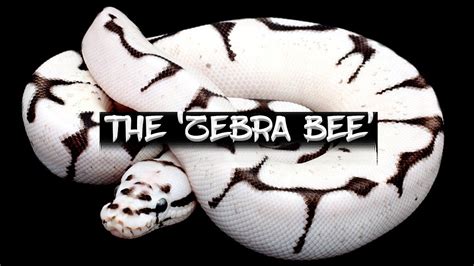 Image result for Super Zebra Ball Python