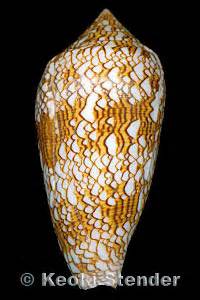 Image result for Conus Textile Shell