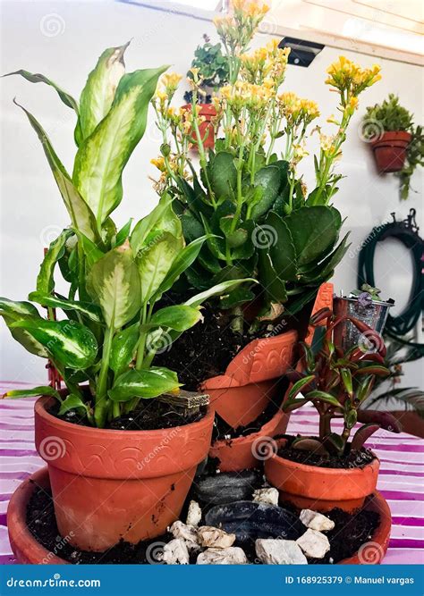 Floral Composition Formed by Three Very Common Pots. Stock Image - Image of nature, pots: 168925379