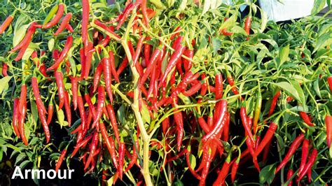 BASF nunhems Armour F1 Hybrid Hot Pepper Seeds – Cultree India