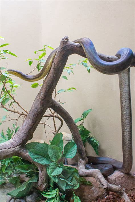 Macklot Python 的图像结果