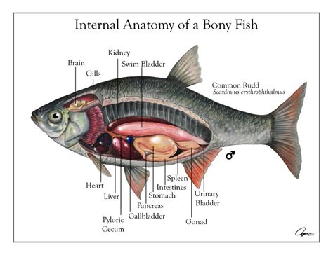 Image result for Discus Fish Anatomy