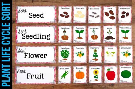 Kular Science Project Sort 的图像结果