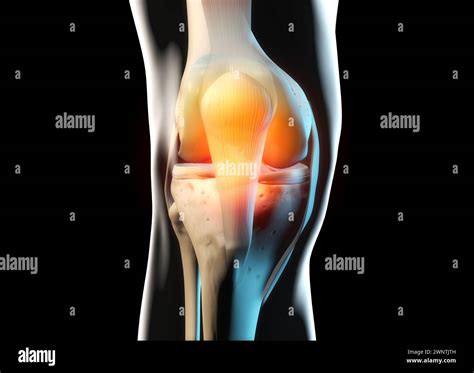 Knee anatomy, bones and cartilage Stock Photo - Alamy