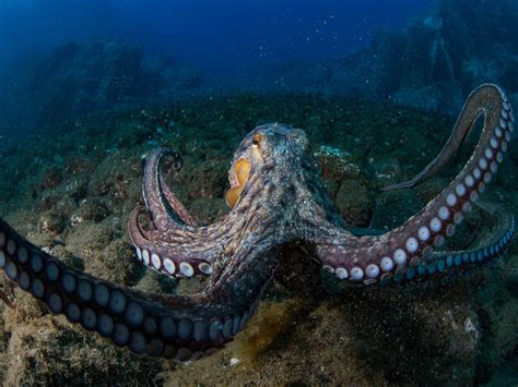 Image result for Octopus Desktop