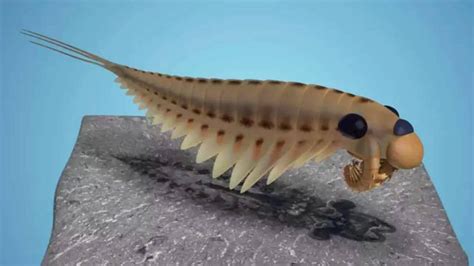 तीन आंखों वाले जानवर का जीवाश्म मिला, 50 करोड़ साल पहले जिंदा था यह ...