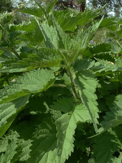 9 Fast-Growing Weeds to Remove ASAP Before They Spread