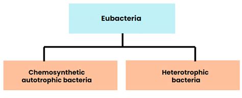 Kingdom Monera: Archaebacteria and Eubacteria - Biology Class 11 - NEET ...