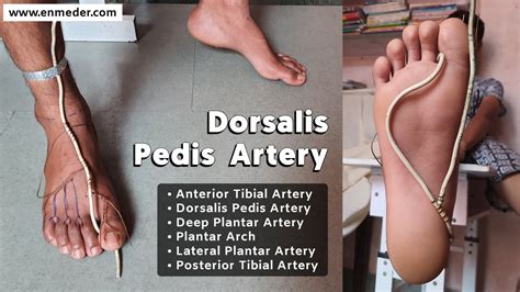 Dorsalis pedis artery - TCML - The Charsi of Medical Literature