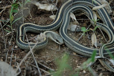 Profiles of Herping: Texas Patchnose snake