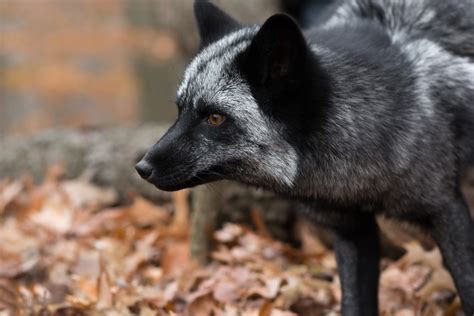 Download Silver Fox (Animal) Animal Fox HD Wallpaper