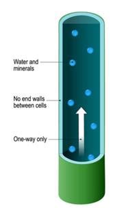 Identication of meristematic, simple and complex permanent tissue ...