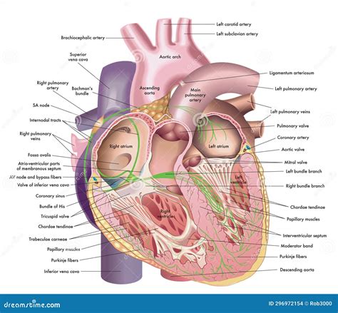 Medical Illustration of Internal Anatomy of Human Heart Stock Vector - Illustration of artistic ...