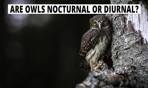 Are Owls Nocturnal Or Diurnal? Their Behavior Explained : r/Owls
