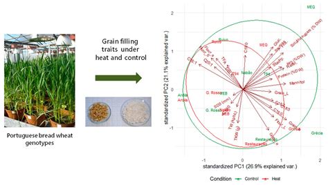 Grain Composition and Quality in Portuguese Triticum aestivum Germplasm ...