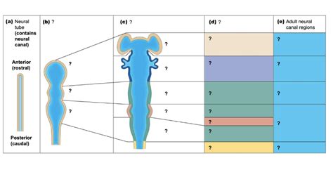 Brain Development Embryo 的图像结果