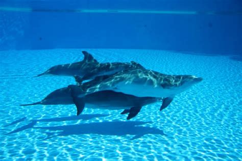 Dolphin Evolution