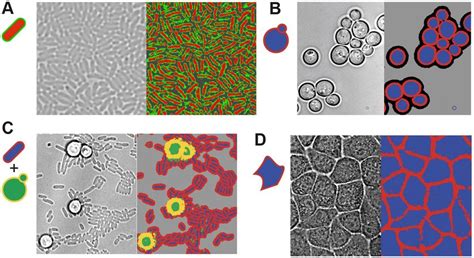 Image result for Cell Segmentation Methods