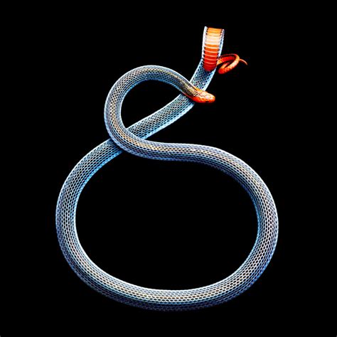 黑白王蛇（黑白王蛇能长多大）-伯乐百科