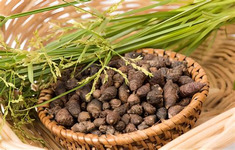 Namhya Mustaka (Nut grass) for Recurring Fever & Infection (100g)