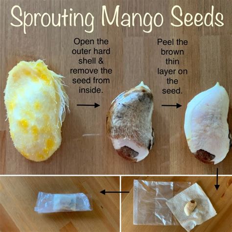 Image result for Mango Sprouting