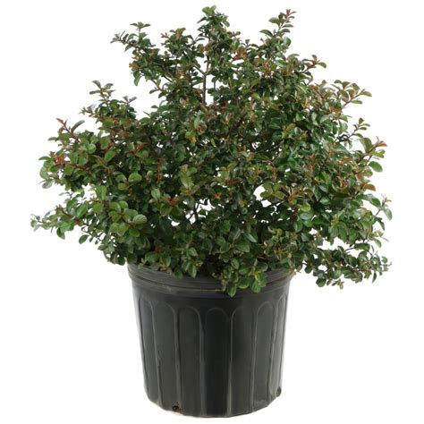 Pocomoke Dwarf Crepe Myrtle | Plant Addicts