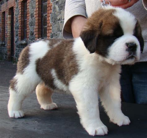 Where Can I Buy A Saint Bernard Puppy