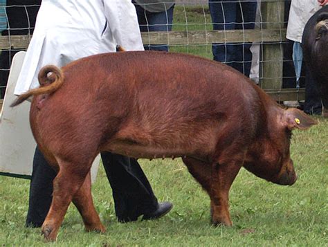 Duroc Pig | ROYS FARM