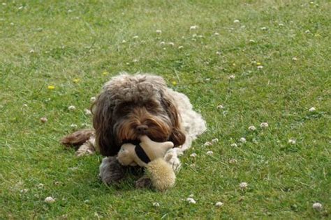 Image result for Cockapoo Hypoallergenic Dogs