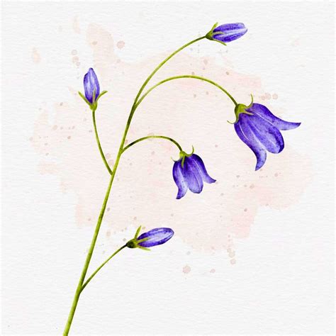 Bluebell Flower Meaning and the Story Behind This Flower