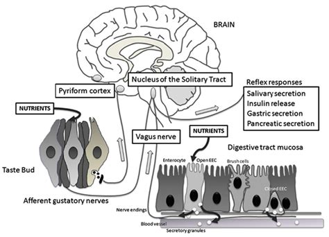 Sugars, Sweet Taste Receptors, and Brain Responses
