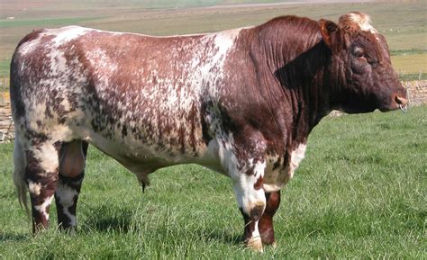 shorthorn cow - briths Gado Leiteiro, Fauna, Beef Cow, Dairy Cattle ...
