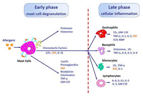 Type I Hypersensitivity Reaction: MBD