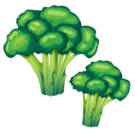 broccoli vector illustration 619501 Vector Art at Vecteezy