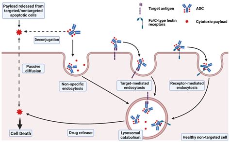 A homogeneous high-DAR antibody–drug conjugate platform combining ...