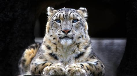 Snow Leopard wallpaper | 1920x1080 | #59083