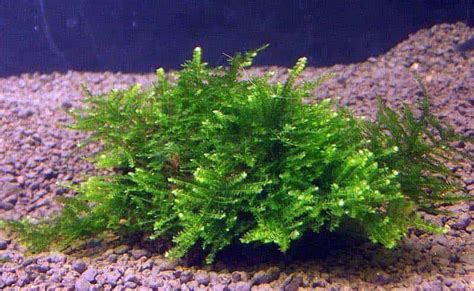 Growing Java Moss 的图像结果