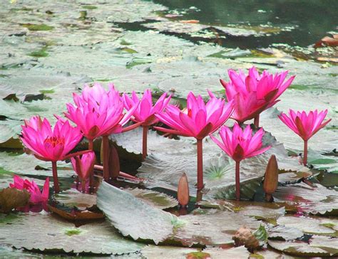 Plantzoin Red water lily Kokaa Nymphaea rubra Kain(Red) Live Plant for ...