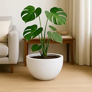 Bigsmall Orbis Designed Ribbed Pots for Plants Highly Durable Polymers ...