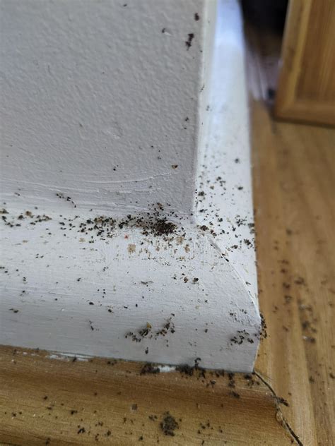 Identification - termites or carpenter ant droppings maybe? : r/pestcontrol