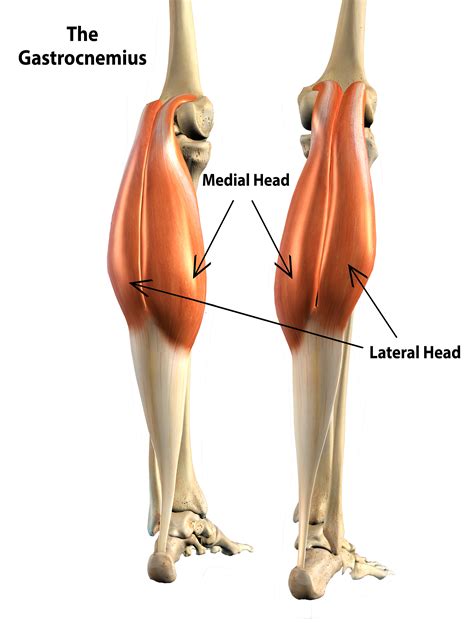 Knee cap muscles online