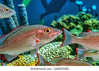 Image result for Mutton Snapper