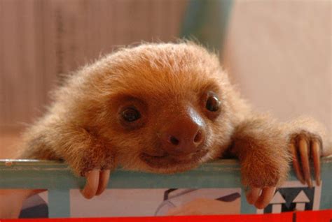Baby Two Toed Sloth