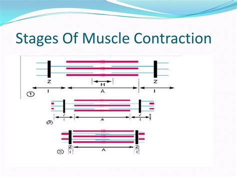 Mechanism Of Muscle Contraction Class 11