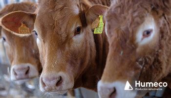 El Consentimiento Informado en la profesión veterinaria