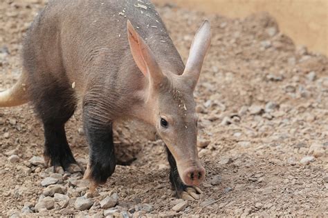 Aardvark Vs Anteater 9 Fascinating Anteater Facts