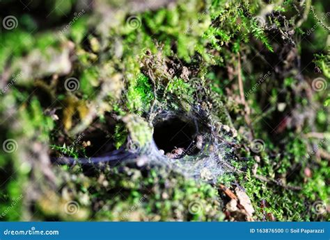 Wolf Spider Nest in Limestone Stock Photo - Image of nest, shots: 163876500