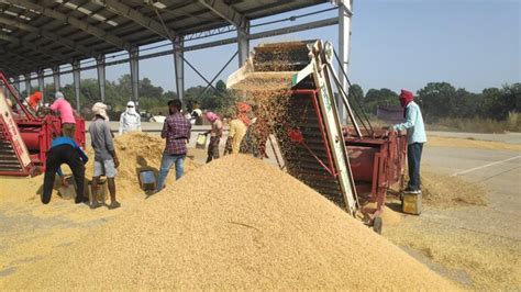 Ground Report: Paddy procurement begins in Punjab, Haryana amid farmer ...