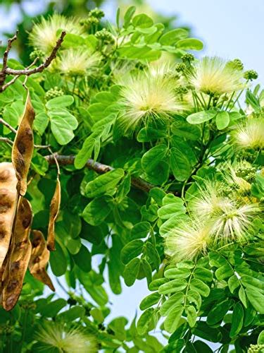 SHOP 360 GARDEN Albizia Lebbeck, Frywood, Siris tree, Golden Silk Tree ...