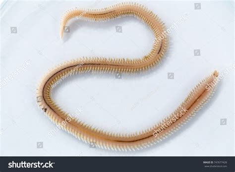 27 Nereis Under Microscope Images, Stock Photos, 3D objects, & Vectors | Shutterstock